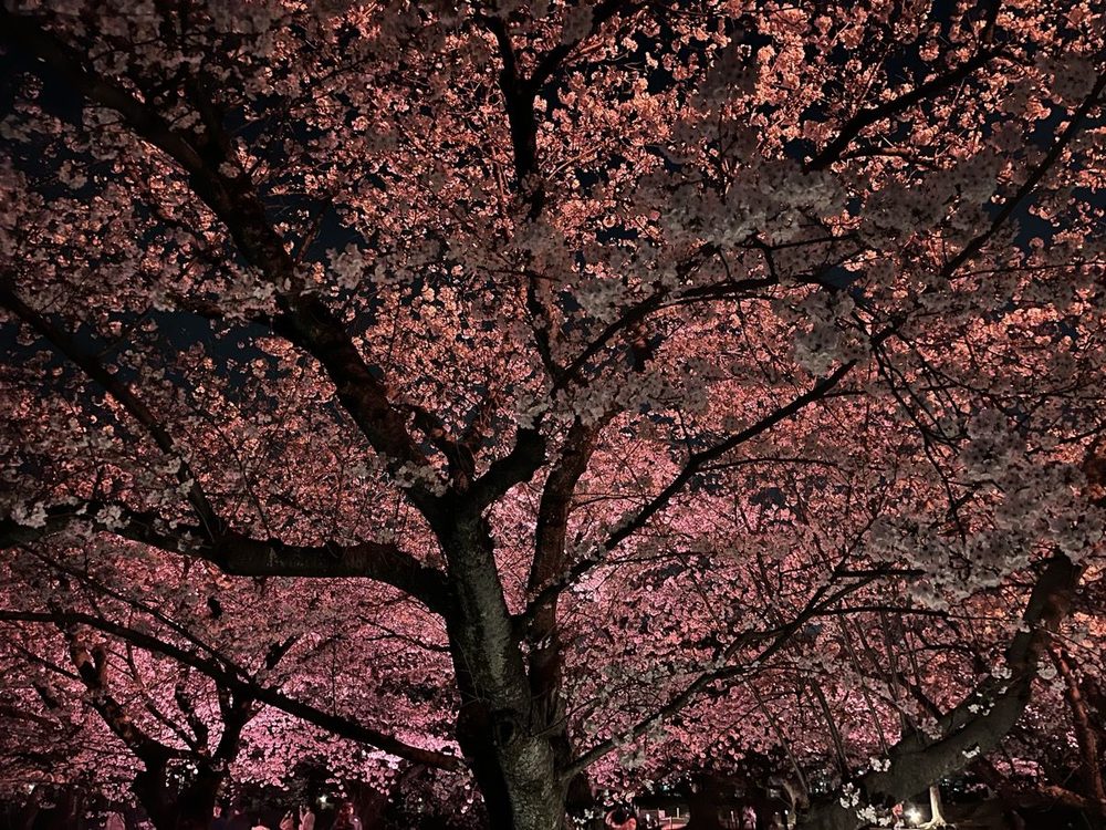 舞鶴公園